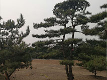 造型油松